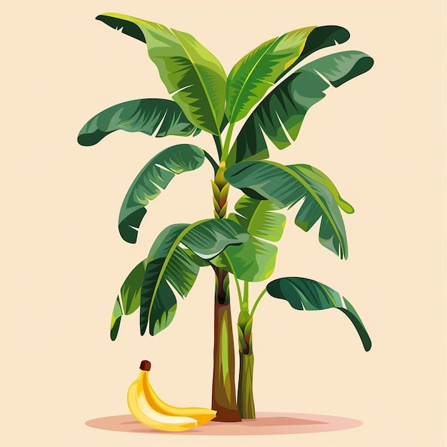 Photo banana tree vector logo isolated on background