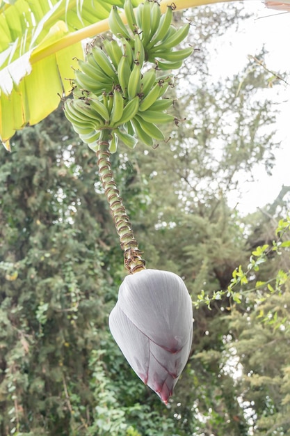 Banana tree with a big flower bud