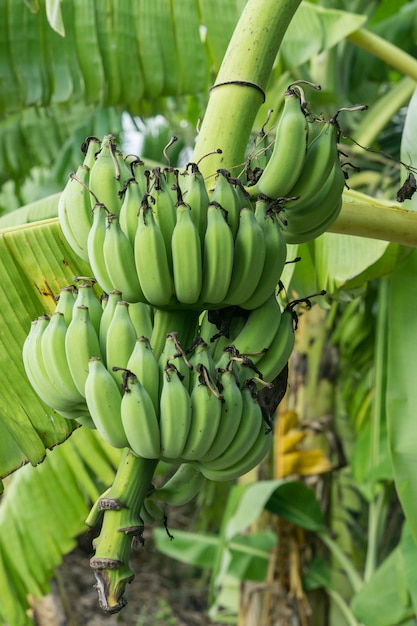 Banana tree with bunch of bananas