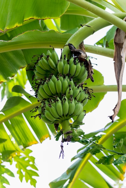 Banana tree with a bunch of bananas