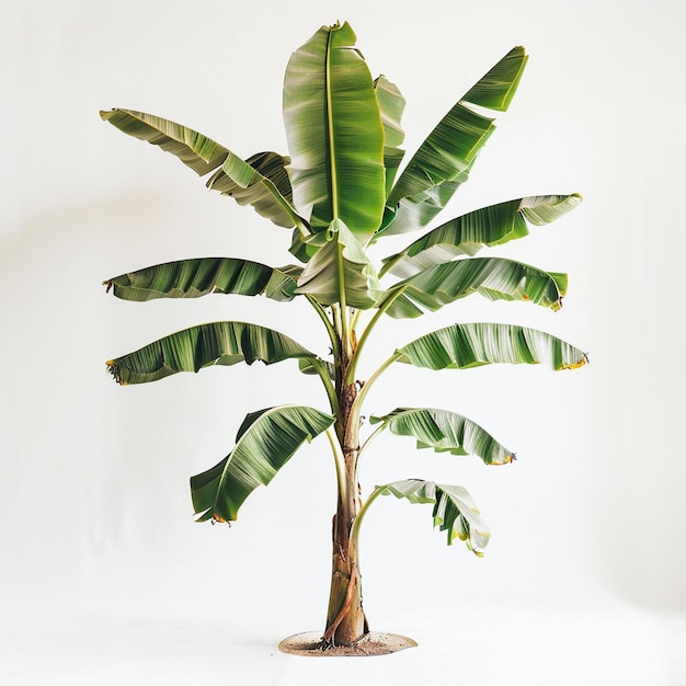 a banana tree with a bunch of leaves in the middle