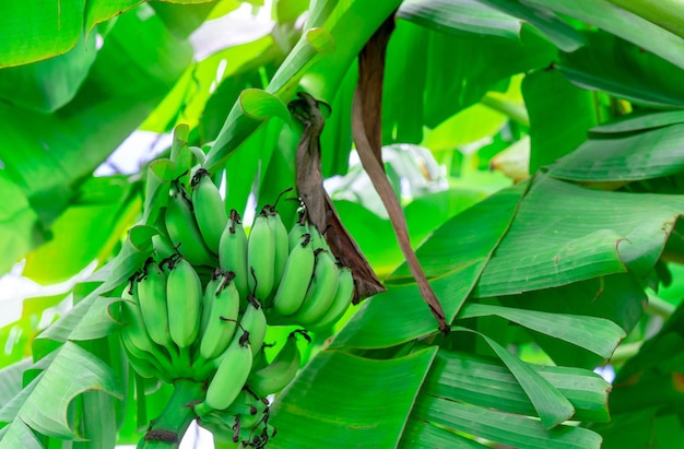 Photo banana tree with bunch of raw green bananas and banana green leaves cultivated banana