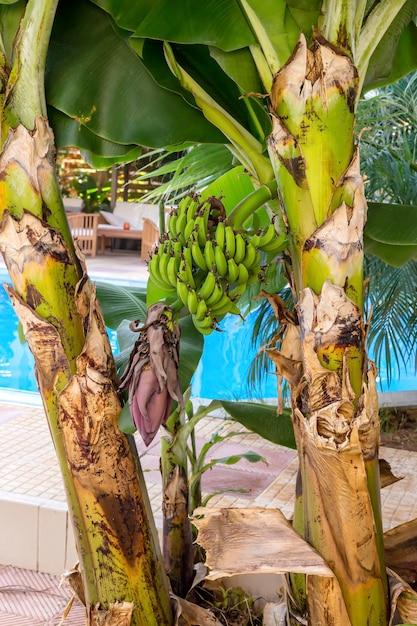 Banana tree with fruits closeup