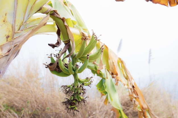 Banana on tree with the sunligh.