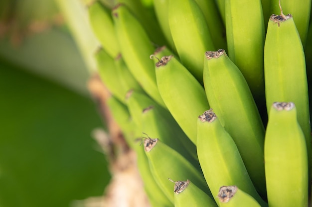 Banana tree