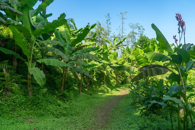 Banana trees in Tsikhisdziri park, Adjara, Georgia