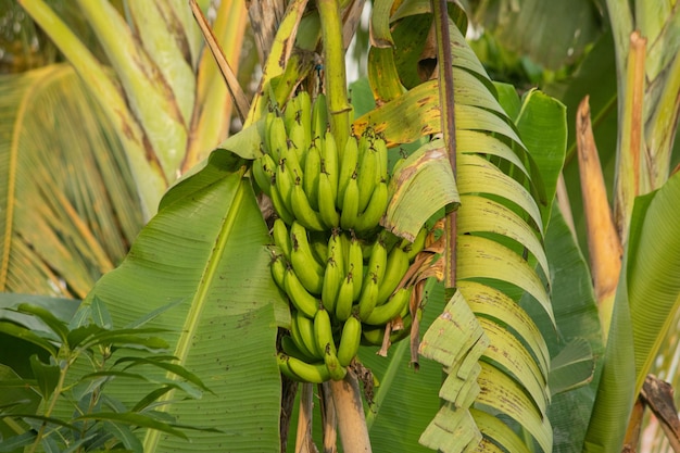 bananas still on the tree