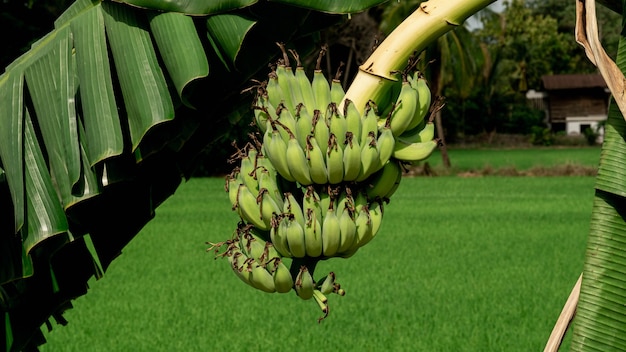 Bananas that are about to ripen on the tree