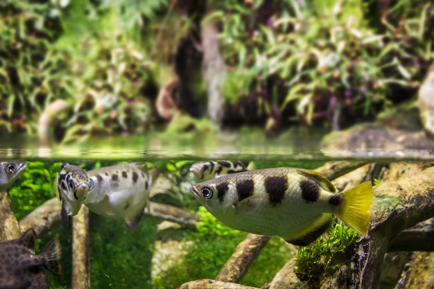 Banded archerfish closeup view in mangrove water