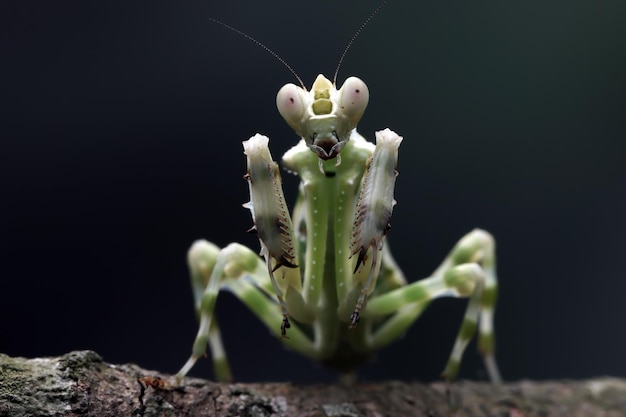 Banded flower mantis closeup body insect closeup