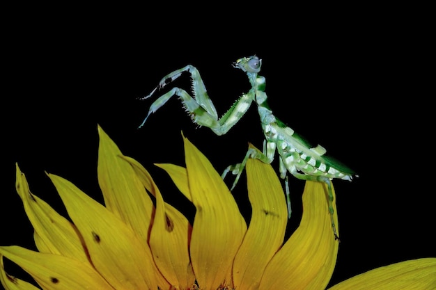 Banded flower mantis on flower insect closeup