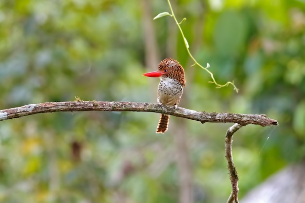 Banded Kingfisher Lacedo pulchella Beautiful Female Birds of Thailand perching on the tree