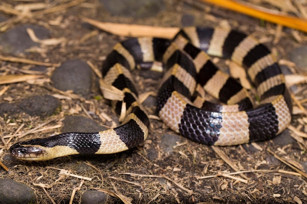 Banded krait snake, Bungarus fasciatus,  highly venomous snake in the wild