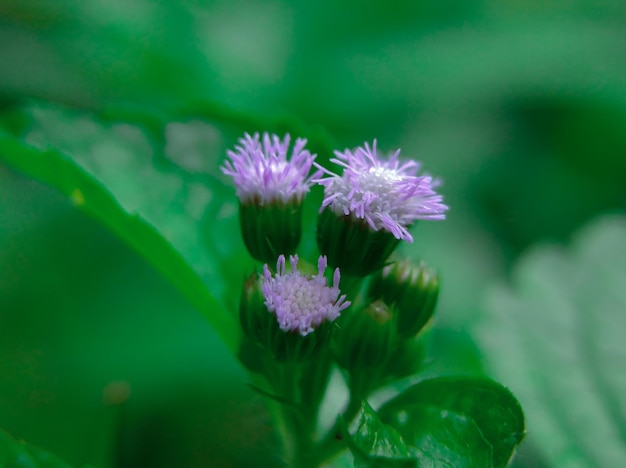 Bandotan Plant Flowers or Ageratum Conyzoides