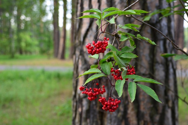 baneberry bushes with scarlet berries and green leaves in pine forest on tree trunk background