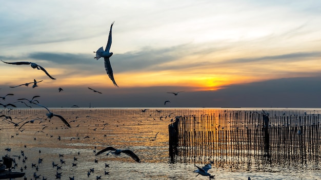 Bang Pu. Thailand. December 19 - 2020: People watched the sunset at Bang Pu, There are lots of seagulls fly, Recreation Center, Thailand.