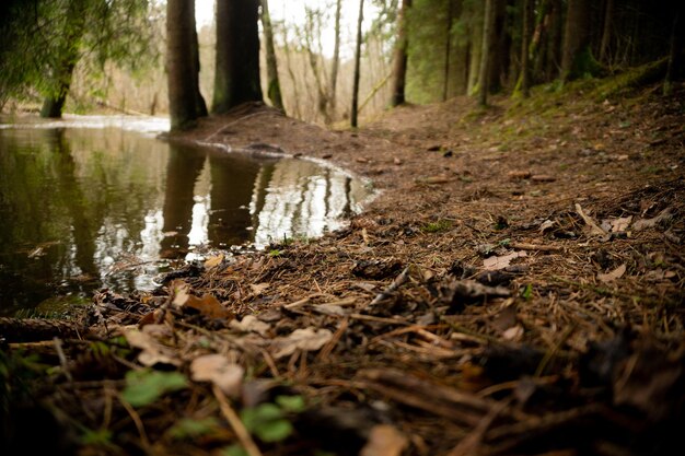 Bank of a forest river in early spring after the snow melts forest river