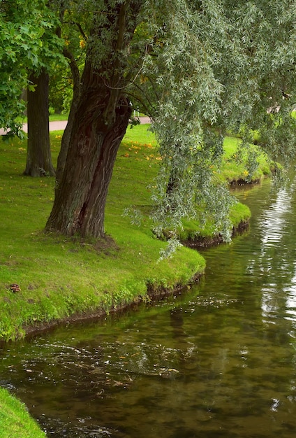 the bank of the pond in the park the trunk of a willow leaning towards the water