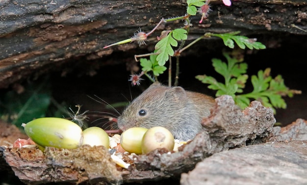 Bank vole collecting food in the woods