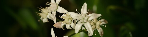 Banner 41 white flowers and lemon buds