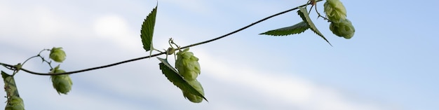 Banner 4x1 leaves green hop cones on branches against the blue sky