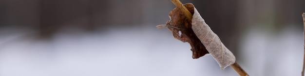 Banner 4x1 shrub branch covered with a rolledup autumn leaf on the background of a winter snowcovered landscape