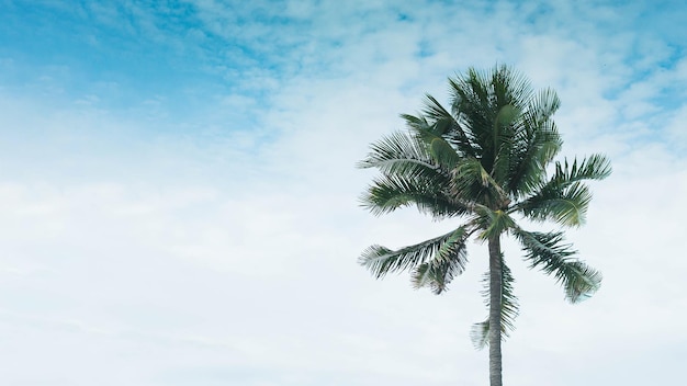 BANNER Atmosphere panorama white cloud sky alone tropical palm background summer tenderness freedom