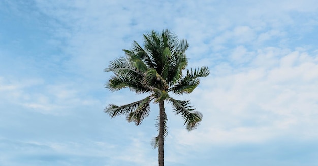 BANNER Atmosphere panorama white cloud sky alone tropical palm background summer tenderness freedom