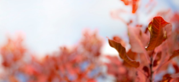 Banner of autumn leaves on a background of the sky selective blurred focus place for your text