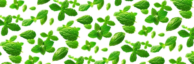 Banner background of fresh mint leaves on white backdrop