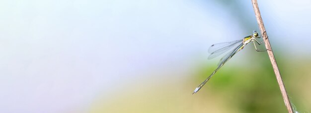 Banner a beautiful green dragonfly with large eyes sits on a dry branch space for text