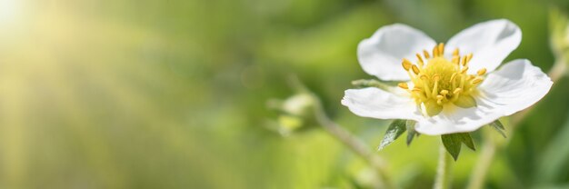 Banner. Blooming strawberry flower on a Sunny day. 