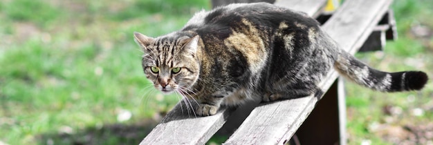 Banner The cat is sitting on wooden boards Spring animals