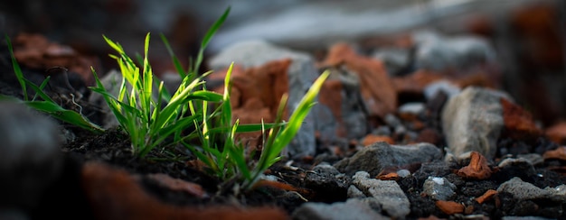 Banner Green grass sprouts from the ruins of a destroyed building The beginning of a new life