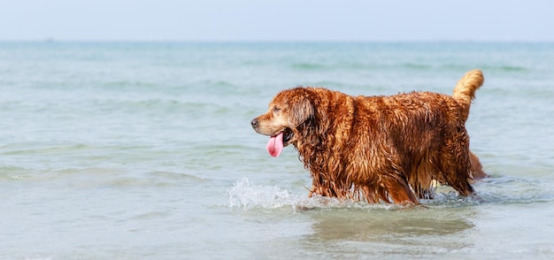 Banner of Happy Old Golden Retriever dogs playing in ocean Friendly pets