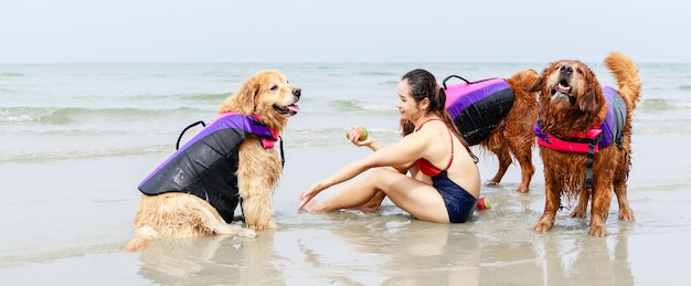 Banner Love moment of Golden retriever dog in life jacket play ball on beach with girl