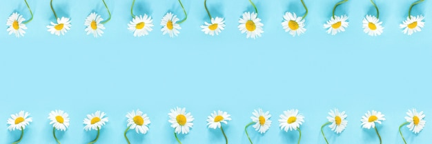 Banner made from row of white chamomiles daisies flowers on pastel blue color paper background. Copy space Template for text or your design Flat lay Top view.