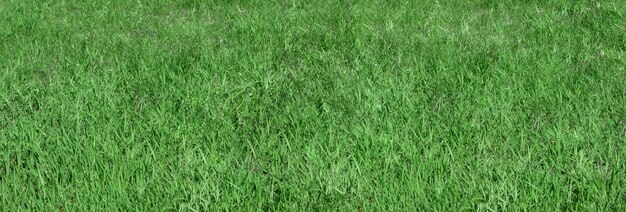 A banner made of green grass, copy space.