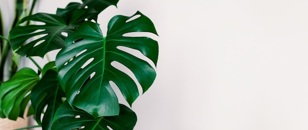 Banner Monstera deliciosa or Swiss cheese plant on a white background. Stylish and minimalistic urban jungle interior. Empty white wall and copy space.