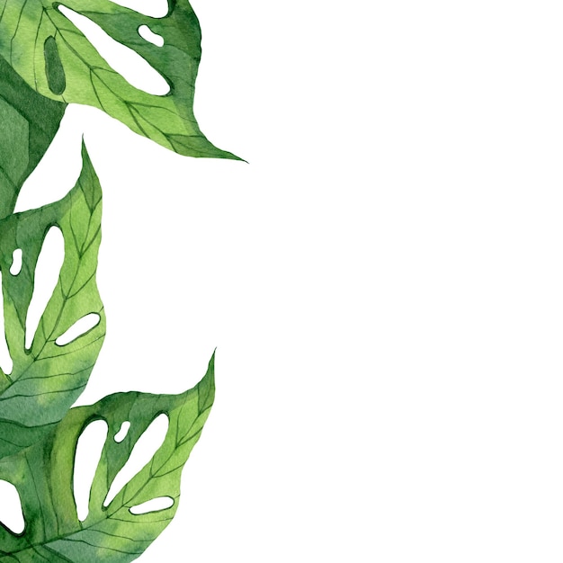 Banner monstera