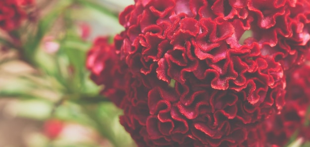 Photo banner real beauty nature background celosia argentea cristata cockscomb crested tropical flower bloom blossom planted temple garden bordeaux red claret colour pseudocereals alternative amaranth