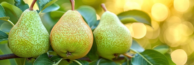 Banner Small Green Pear On Branch Banner Image For Website Background