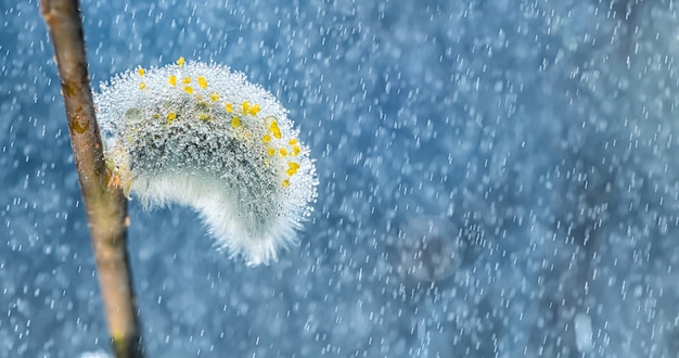 Banner. spring background. flowering willow in the morning sun and raindrops. with copy space