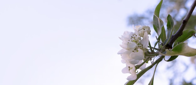 Banner with branch of flowering pear tree with green leaves in front of blue sky