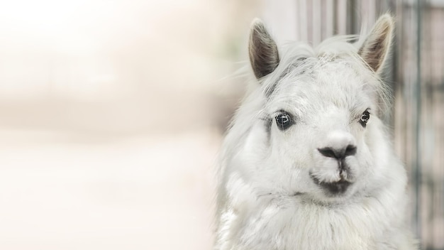 Banner with funny white alpaca llama on beige background with sunlight