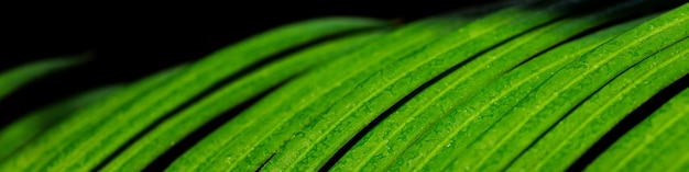 Banner with a green leaf of a cycad palm in closeup