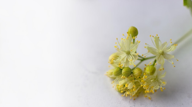 Banner with linden tree closeup Macro photo of linden inflorescence