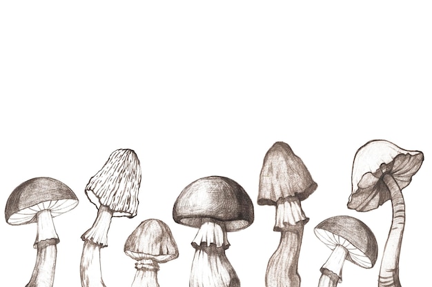 Photo banner with mushrooms in sketch style