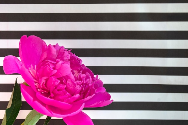 Banner with pink peony flower on striped background with copy space Close up