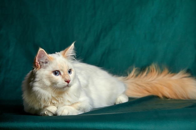 Banner with pretty white cat with blue eyes and long mustache Close up portrait of kitten isolated on beautiful green background Domestic animals Funny pets Copy space for text